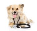 Dog with a stethoscope on his neck. on white back