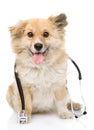 Dog with a stethoscope on his neck. on white back