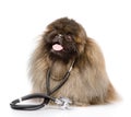 Dog with a stethoscope on his neck. on white background