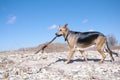 Dog with Stick