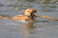 Dog With Stick