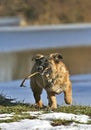 Dog with stick