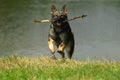 Dog with stick. Royalty Free Stock Photo