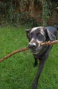 Dog with Stick