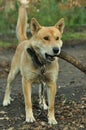 Dog with a stick in his mouth