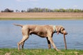 Dog with the stick Royalty Free Stock Photo