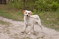 Dog with stick