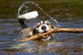 Dog with a stick in the water