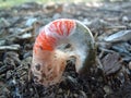 Dog Stinkhorn Royalty Free Stock Photo
