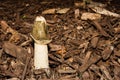 Dog Stinkhorn Mushroom Royalty Free Stock Photo