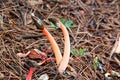 Dog Stinkhorn Mushroom Royalty Free Stock Photo