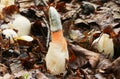 Dog Stinkhorn Mutinus caninus growing out of the forest floor. Royalty Free Stock Photo
