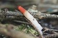 The Dog Stinkhorn Mutinus caninus is an inedible mushroom