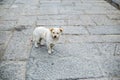 The dog in the stone road Royalty Free Stock Photo