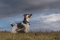 Dog and storm clouds - jack russell terrier Royalty Free Stock Photo