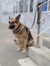 A dog strapped on a leash is waiting for its owner.