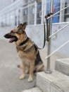 A dog strapped on a leash is waiting for its owner.