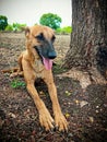 Dog (Street Dog)Ã°Å¸ÂÂ¶ Royalty Free Stock Photo