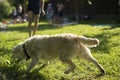 Dog on street. Animal without home Royalty Free Stock Photo