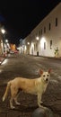 Dog in the street