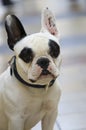 Dog on street french bulldog white and black