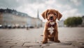 dog on the street Happy smiling Bordeaux puppy dog. isolated on white background Royalty Free Stock Photo