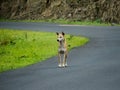 Dog on Street, Looking Away Royalty Free Stock Photo
