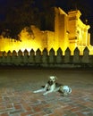 Dog in the street park