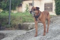 Dog on the street waiting for his master Royalty Free Stock Photo