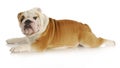 Dog stretched out Royalty Free Stock Photo