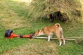 Dog with Strimmer Royalty Free Stock Photo