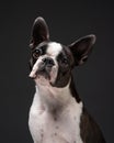 Portrait of a dog in the studio on a black background. Black and white Boston Terrier. Cute pet Royalty Free Stock Photo