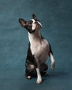 Portrait of a dog in the studio on a blue background. Black and white Boston Terrier is sitting with paw up. Cute pet Royalty Free Stock Photo