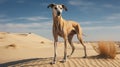 Galgo: A Majestic Greyhound Dog In The Nature Of Dunes