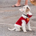 A dog in a suit at an exhibition of retro cars Volkswagen, Agde, France. Copy space for text.