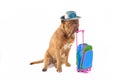 Dog and Suitcase