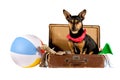 Dog in a suitcase