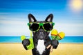 Dog summer beach cocktail Royalty Free Stock Photo