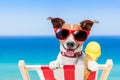 Dog summer beach Royalty Free Stock Photo