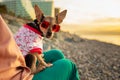 dog in summer on the beach, pet in sunglasses on the sea, travel and tourism, vacation on the seashore