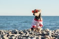 Dog in summer on the beach, pet in sunglasses on the sea, travel and tourism, vacation on the seashore