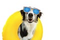 Dog summer going on vacation inside of yellow inflatable float pool and wearing sunglasses. Happy expression. Isolated on white Royalty Free Stock Photo