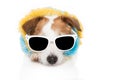 Dog summer going on vacations. Jack russell wearing colorful garlands and sunglasses. isolated on white background Royalty Free Stock Photo