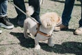 Dog in the summer heat. Cute and funny brown grooming pekingese dog in green grass background. Dog with haircut walk in summer Royalty Free Stock Photo