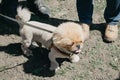 Dog in the summer heat. Cute and funny brown grooming pekingese dog in green grass background. Dog with haircut walk in summer Royalty Free Stock Photo