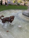 Dog in the the fountain in the summer heat