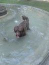 Dog in the summer heat in the fountain Royalty Free Stock Photo