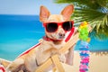 Dog summer holiday vacation Royalty Free Stock Photo