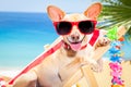 Dog summer holiday vacation Royalty Free Stock Photo