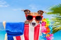 Dog summer holiday vacation Royalty Free Stock Photo